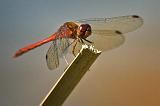 Dragonfly_54253